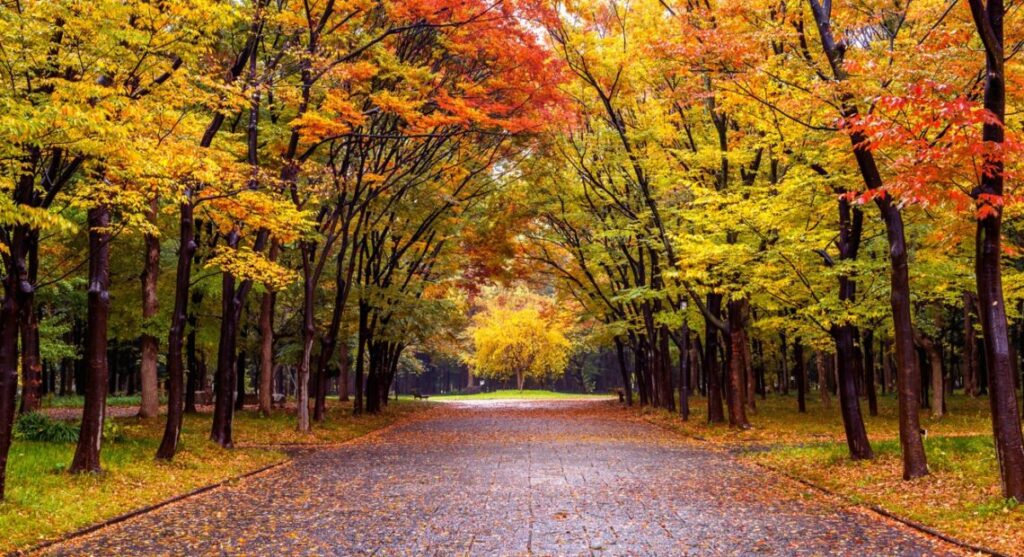 Colorful foliage in autumn park. Autumn seasons.